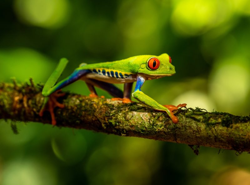 Costa Rica Tree Frog